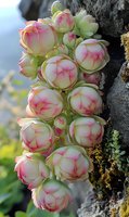Succulent plant with pink and green rosette leaves growing on tree bark in natural outdoor garden setting for botanical and nature photography.
