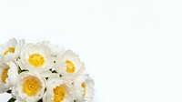 White peony flowers with yellow centers arranged in corner composition on clean white background for spring design projects and floral decorations.