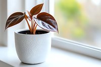 Young Philodendron Pink Princess houseplant with dark burgundy leaves in white textured ceramic pot on windowsill, soft natural lighting creates peaceful home decor ambiance.