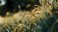 Golden rice stalks bend gracefully in evening sunlight, creating atmospheric rural scene with bokeh effect and warm tones, showcasing agricultural landscape.