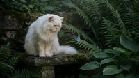Fluffy white cat sitting on mossy stone surrounded by lush green ferns in forest setting, ideal for nature and pet lovers.
