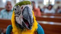 Close-up portrait of blue and yellow macaw parrot with open beak against blurred church interior background, showcasing vibrant plumage and expressive features.