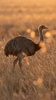 Emu bird standing in golden grassland during warm sunset light with soft bokeh background creating peaceful wildlife scene in natural habitat.