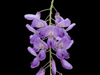 Vibrant purple wisteria flower cluster isolated on transparent background, ready for t-shirt designs, clipart, stickers, sublimation, and print-on-demand projects.