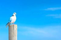 White dove perched on wooden post against vibrant blue sky with soft clouds, symbolizing peace, freedom and tranquility. Minimalist composition for spiritual themes.