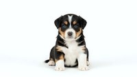 Adorable Australian Shepherd puppy sitting on white background, tricolor coat with blue eyes, isolated for pet care and animal lover designs.