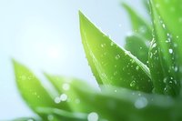 Fresh green aloe vera plant leaves with water drops and morning dew in soft focus macro shot. Natural organic skincare and wellness concept.