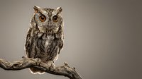 Small owl perched on weathered branch against neutral background, perfect for wildlife photography projects and nature-themed designs.