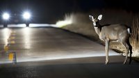 White-tailed deer caught in car headlights on dark rural road at night, creating dramatic wildlife safety awareness scene with glowing eyes and misty atmosphere.