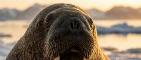Close-up portrait of Antarctic fur seal with whiskers and wet fur against blurred icy landscape background during golden hour sunset lighting.