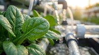 Closeup of fresh green mint leaves with water droplets on drip irrigation system in vegetable garden, suitable for agriculture and gardening projects.