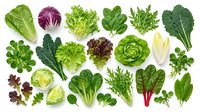 Fresh organic leafy greens and salad vegetables collection isolated on white background for healthy cooking and nutrition concepts.