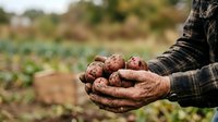 Farmer holding freshly harvested potatoes in hands over cultivated field, agricultural produce and organic farming concept for harvest season marketing.