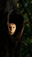 Barn owl peering from tree hollow in natural forest habitat during golden hour light for wildlife and nature photography projects.