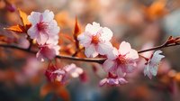 Delicate pink cherry blossoms on branch with warm orange leaves in soft focus background, creating romantic spring atmosphere.