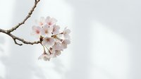 Delicate cherry blossom branch with soft pink flowers against minimalist white background for spring seasonal designs and nature photography projects.