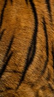 Close-up tiger fur texture with distinctive black stripes on golden orange background showing natural wild animal pattern for luxury design projects.