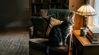 Tabby cat sitting on wooden side table next to vintage lamp in cozy living room with green armchair and warm lighting for home decor and pet lifestyle content.