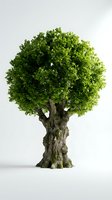 Majestic old tree with lush green foliage and textured bark trunk isolated on white background for environmental and nature design projects.