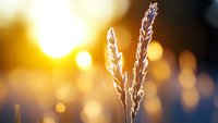 Golden wheat ears glowing in warm sunset light with soft bokeh background creating peaceful agricultural scene for harvest and farming concepts.