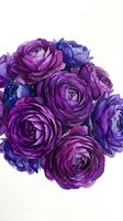 Lush bouquet of purple and blue ranunculus flowers with layered petals, ideal for floral design, wedding invitations, and botanical artwork projects.