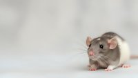 Adorable gray and white pet rat with pink ears sitting on neutral background, domestic rodent companion animal for veterinary and pet care content.