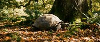 Tortoise crawling on forest floor covered with fallen leaves near large tree trunk in natural woodland habitat.