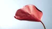 Single red petal with delicate texture and thin stem against soft blue background, showcasing natural curves and organic form in minimalist composition.
