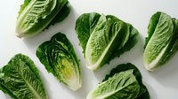 Fresh romaine lettuce hearts arranged on white background, crisp green leaves with white ribs, healthy organic vegetables for salads and cooking.