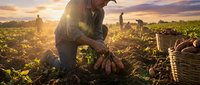 Male farmer harvesting fresh potatoes at sunset in agricultural field with workers in background during golden hour harvest season.