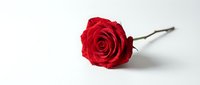 Single red rose flower with long stem lying on white background isolated for romantic gift design and Valentine's Day decoration projects.
