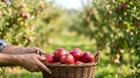 Farmer holding wicker basket filled with fresh red apples in orchard during harvest season. Suitable for agriculture, farming, and food production marketing.