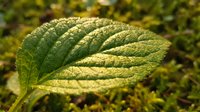 Close-up of textured green leaf with prominent veins and natural sunlight highlighting surface details, suitable for botanical and nature design projects.