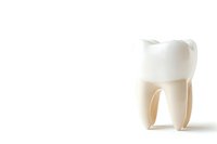 Anatomically accurate molar tooth model showing crown and root structure on white background, isolated dental illustration for medical and educational use.