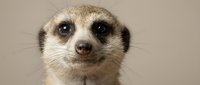 Adorable meerkat portrait with expressive dark eyes and alert expression on neutral background for wildlife photography and nature content.