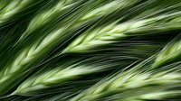 Flowing green wheat stalks create dynamic diagonal lines in soft focus, capturing natural movement and organic patterns in agriculture. Artistic macro photography.