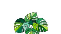 Tropical monstera leaves with split foliage in vibrant green shades isolated on white background for botanical designs and nature-themed projects.