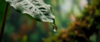 Closeup of water droplet hanging from textured leaf surface with blurred green foliage background, suitable for nature and environmental design projects.