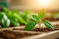 Young green plant seedling growing in fertile soil with warm sunlight, representing growth, new beginnings, and environmental sustainability.