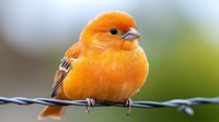 Small orange songbird perched on wire fence with soft blurred background, vibrant plumage and black markings on wings for nature and wildlife projects.