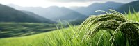 Green rice plants with grain ears in terraced fields against mountain landscape backdrop during harvest season in rural agricultural valley.