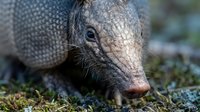 Armadillo close-up portrait showing detailed armored shell texture and facial features in natural outdoor habitat for wildlife education content.