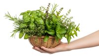 Fresh culinary herbs in wicker basket held by hands on white background. Basil, rosemary, thyme and mint for cooking and seasoning isolated.