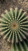 Golden barrel cactus top view showing symmetrical spines and radial pattern in desert landscape for botanical and gardening projects.