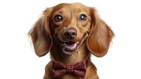 Smiling brown dachshund wearing red plaid bow tie against white background, showing happy expression with bright eyes and friendly grin. Isolated pet portrait.