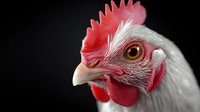 Close-up portrait of white rooster head with bright red comb and wattles against black background, showing detailed feathers and amber eye in dramatic lighting.