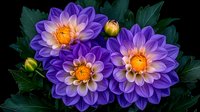 Vibrant purple and white dahlia flowers with orange centers against dark green foliage on black background, macro photography showing detailed petals.
