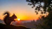 Squirrel silhouette against golden sunset sky with warm orange glow and tree branches creating peaceful wildlife scene for nature photography and outdoor themes.