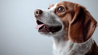 Expressive Beagle dog portrait showing alert facial features and distinctive brown and white markings against light background. Close-up view captures personality.