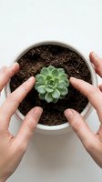 Hands planting a small green succulent in a white ceramic pot with dark soil, top view, gardening and home decor concept.